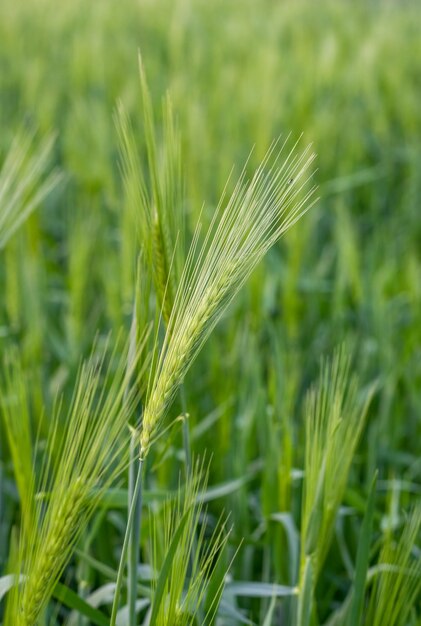 Primer plano selectivo de espigas verdes de trigo en el campo agrícola