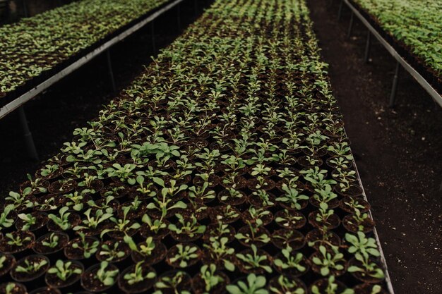 Primer plano selectivo de plántulas verdesEnsalada verde que crece a partir de semillas