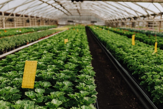 Primer plano selectivo de plántulas verdesEnsalada verde que crece a partir de semillas