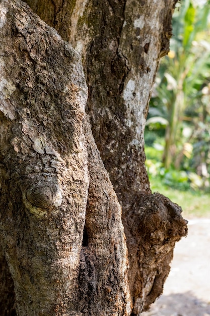 Primer plano selectivo del tronco de un árbol envejecido en un día soleado