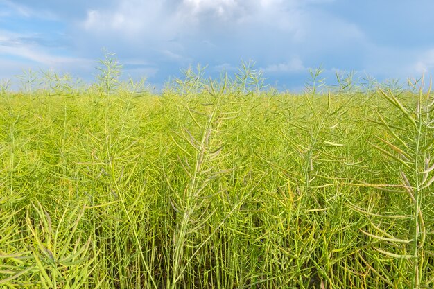 Primer plano de una semilla oleaginosa de colza verde sobre un fondo de cielo azul nublado