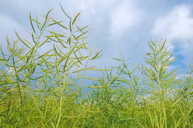 Primer plano de una semilla oleaginosa de colza verde sobre un fondo de cielo azul nublado