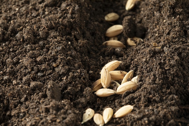Primer plano de semillas de avena en un suelo