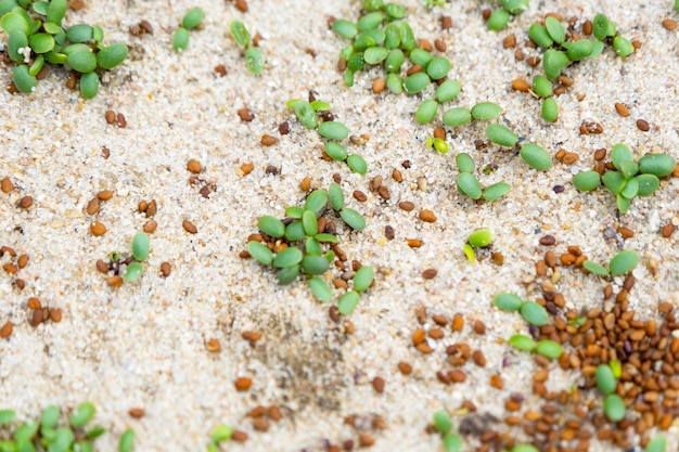 Primer plano de semillas de césped brotadas en el trébol de arena