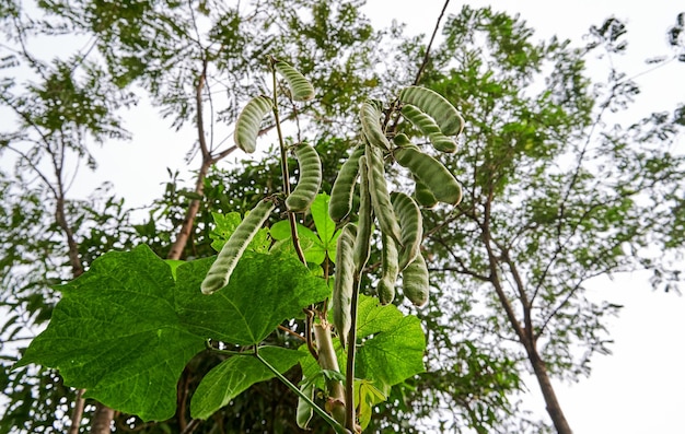 primer plano de las semillas de jícama que crecen en un pequeño jardín