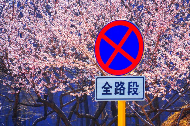 Foto primer plano de una señal de advertencia en flor de cerezo