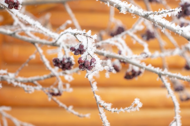 Primer plano de serbal con frutos negros que crecen en un árbol cubierto de nieve con una casa de madera en el fondo durante el día Recolectando bayas saludables del bosque en invierno Copiar espacio