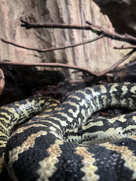 Foto primer plano de serpiente. acuario en génova, italia