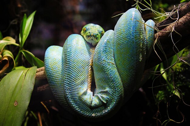 Primer plano de una serpiente en un árbol
