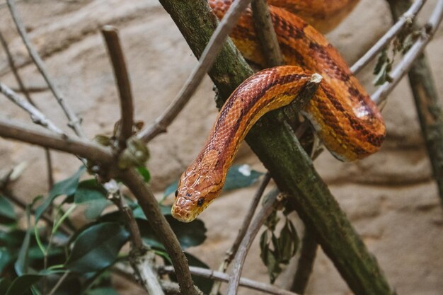 Foto primer plano de una serpiente en un árbol