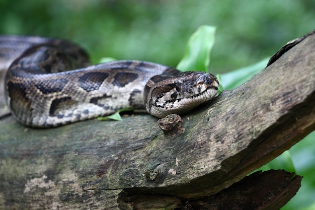 Primer plano de una serpiente en un árbol