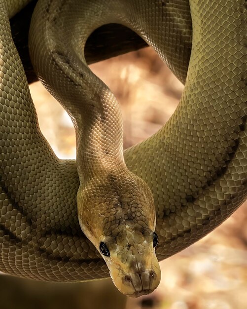 Foto primer plano de una serpiente en un árbol