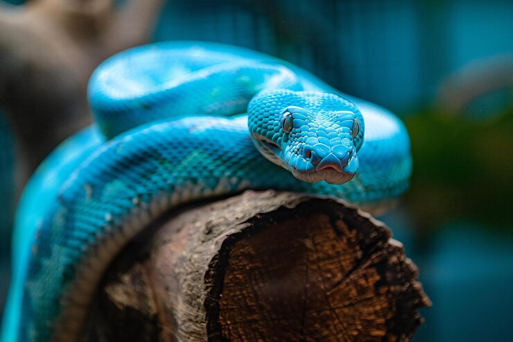 Un primer plano de una serpiente azul en un tronco de árbol en un zoológico