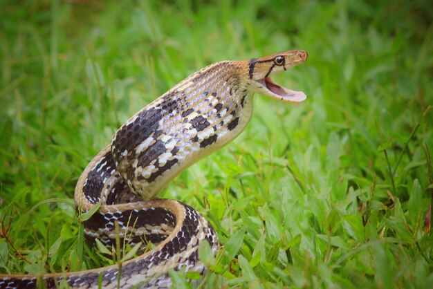 Foto primer plano de una serpiente en el campo