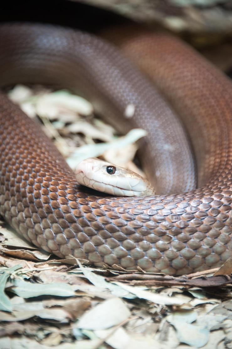 Foto primer plano de una serpiente en el campo
