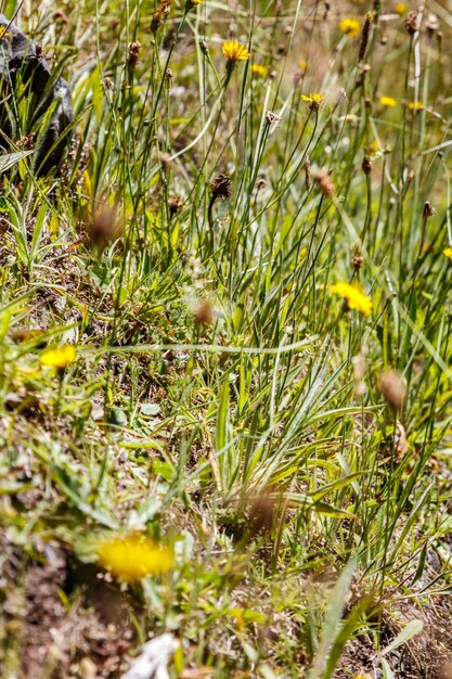 Primer plano de una serpiente en el campo