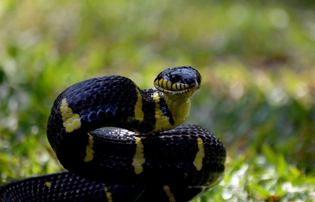 Primer plano de una serpiente en el campo