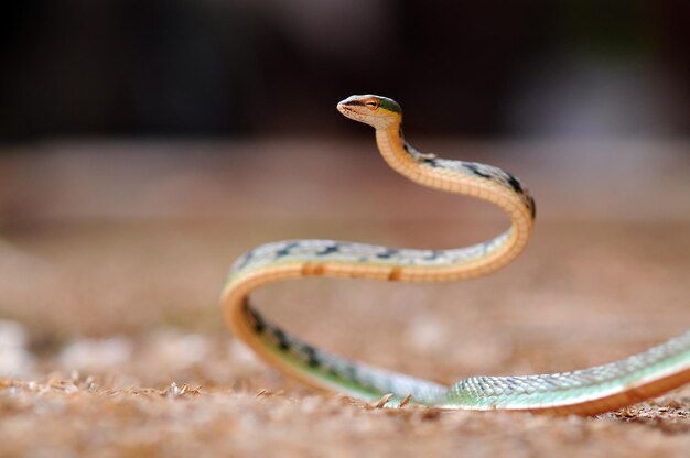 Primer plano de la serpiente en el campo