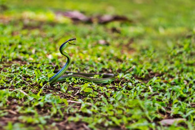 Foto primer plano de una serpiente en el césped