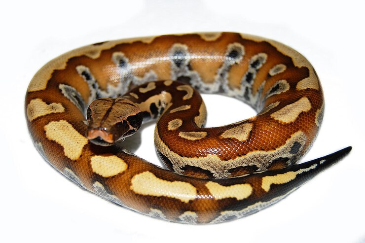 Foto primer plano de una serpiente contra un fondo blanco