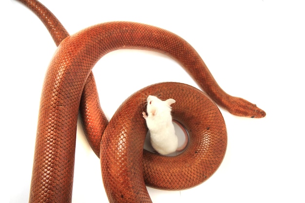 Primer plano de una serpiente contra un fondo blanco