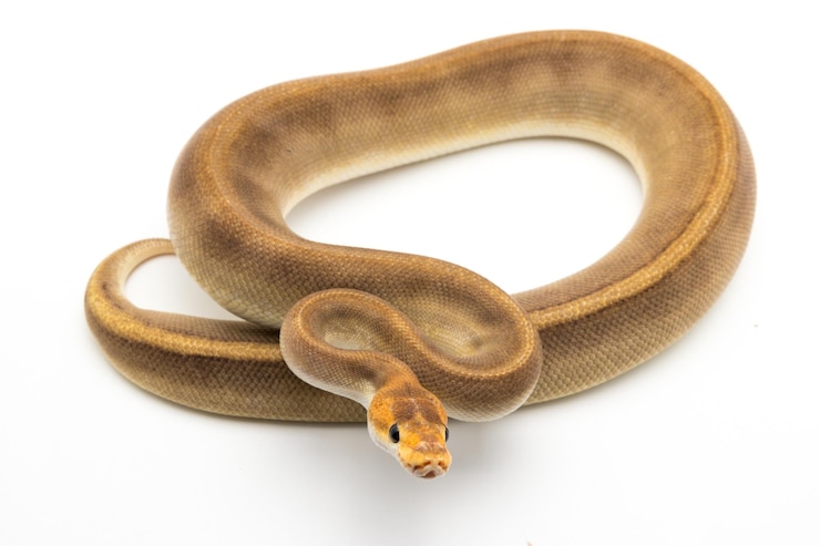 Foto primer plano de una serpiente contra un fondo blanco