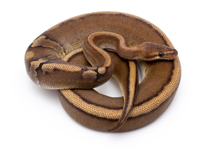 Foto primer plano de una serpiente contra un fondo blanco