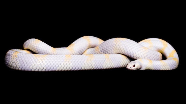 Primer plano de una serpiente contra un fondo negro