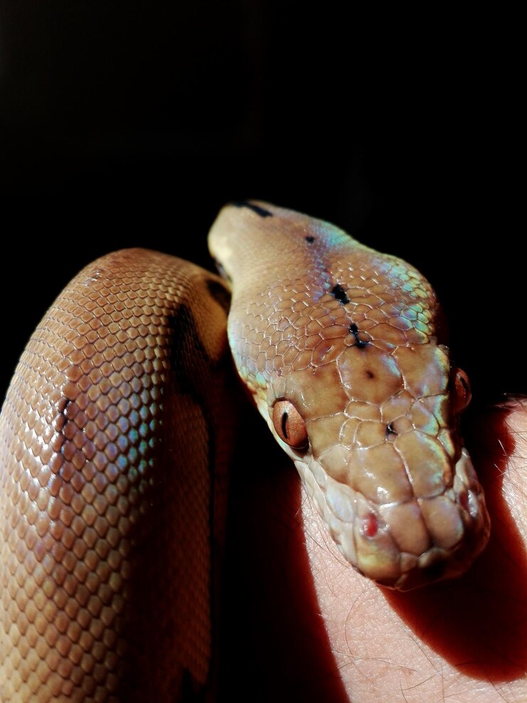 Foto primer plano de una serpiente contra un fondo negro