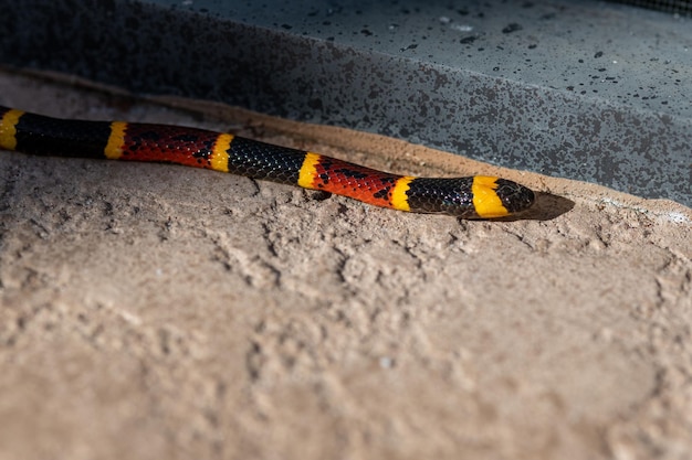 Primer plano de una serpiente de coral de Texas en un suelo