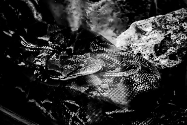 El primer plano de la serpiente es una serpiente no venenosa en el bosque del bosque Veterinario exótico