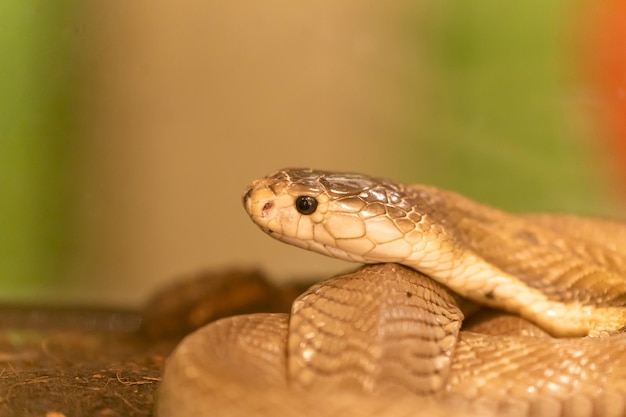 Primer plano de una serpiente gris sobre el fondo verde Serpiente del sol de la mañana en el tre