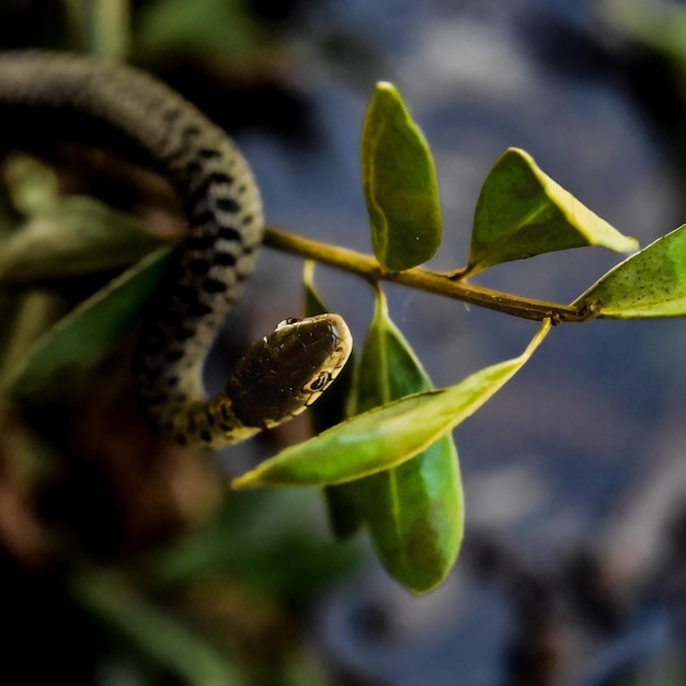 Foto primer plano de una serpiente en una hoja