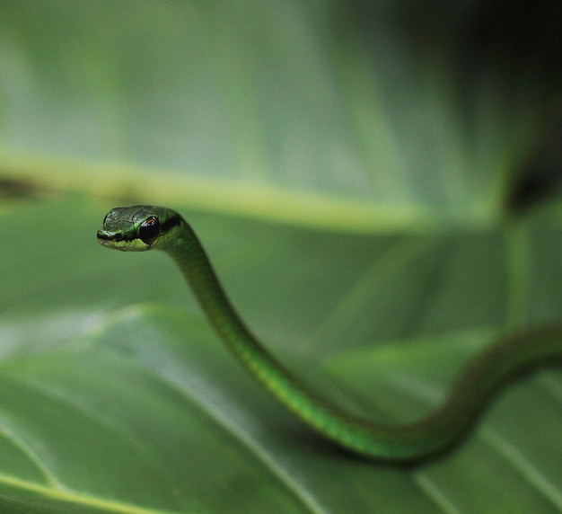 Primer plano de una serpiente en una hoja