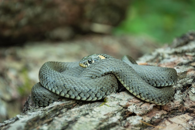 Primer plano de una serpiente en madera