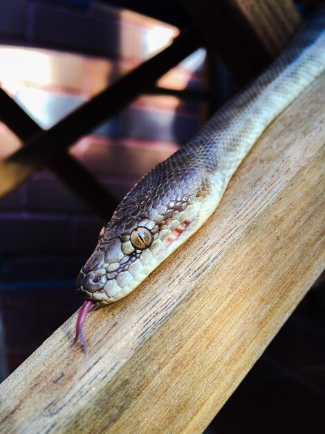 Foto primer plano de una serpiente en madera