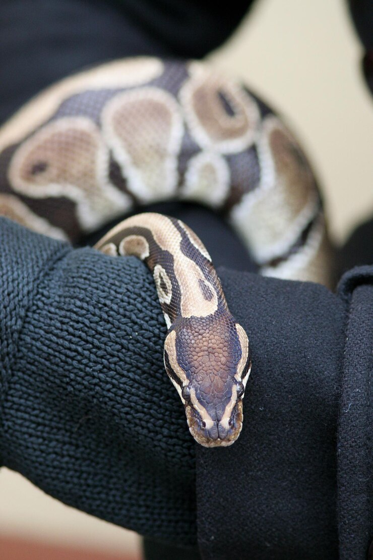 Foto primer plano de una serpiente en una mano recortada
