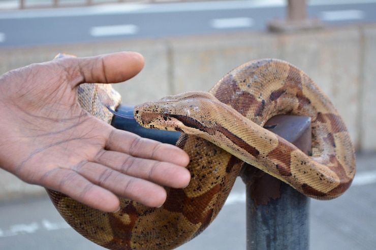 Foto primer plano de una serpiente con la mano