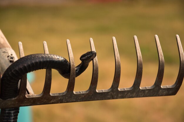 Foto primer plano de una serpiente en metal