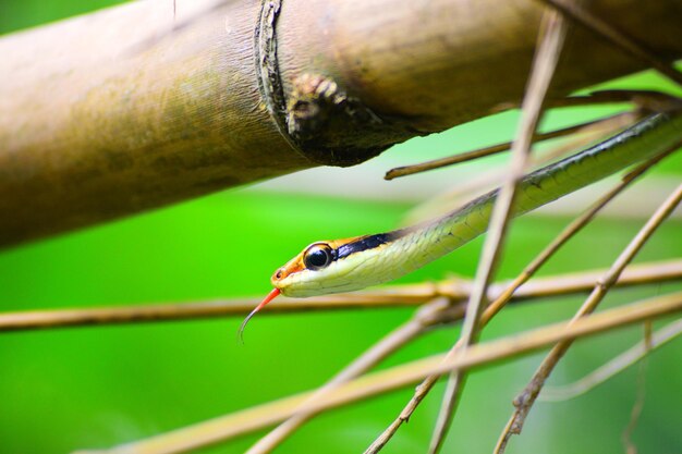 Foto primer plano de una serpiente en una planta