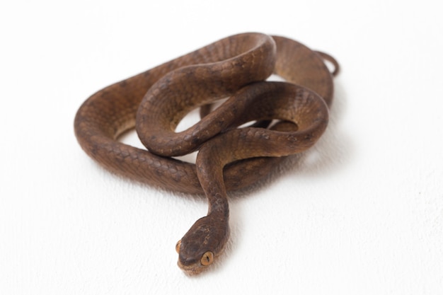 Primer plano de la serpiente que come babosas Keeled