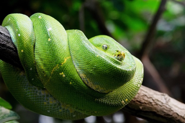 Primer plano de una serpiente en una rama