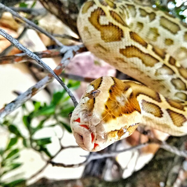 Foto primer plano de una serpiente en una rama