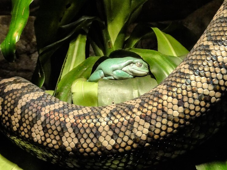 Foto primer plano de una serpiente por una rana dormida en el bosque