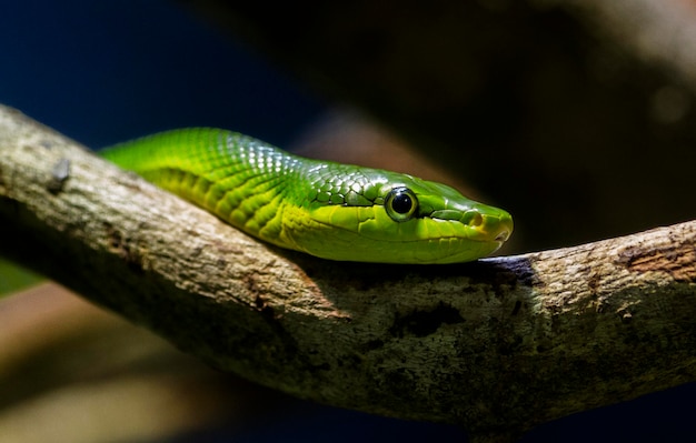Primer plano de una serpiente rata verde de cola roja en una rama