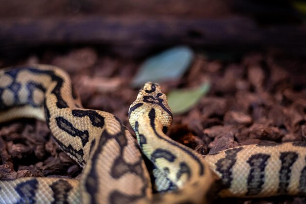 Foto primer plano de una serpiente en las rocas