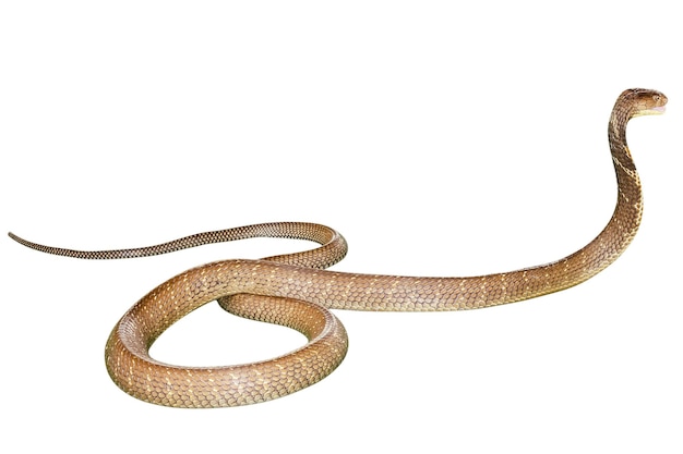 Primer plano de una serpiente sobre un fondo blanco