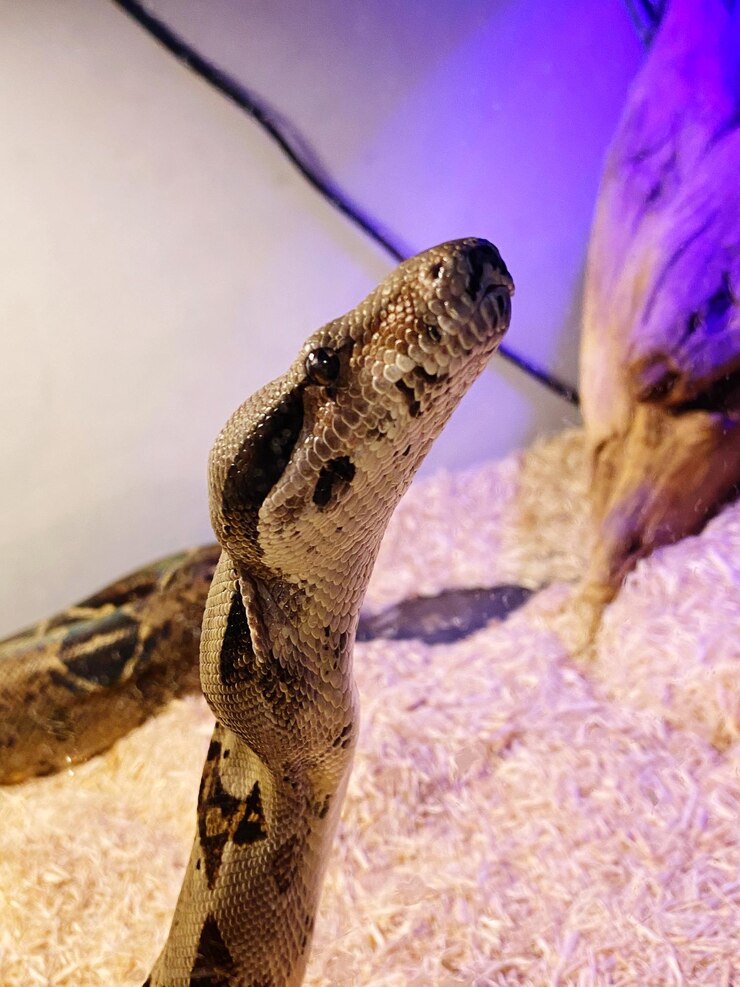 Foto primer plano de una serpiente en su jaula
