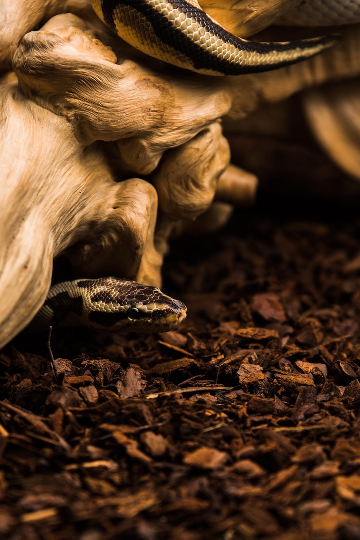 Foto primer plano de una serpiente en tierra