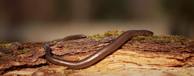 Foto primer plano de una serpiente en el tronco de un árbol